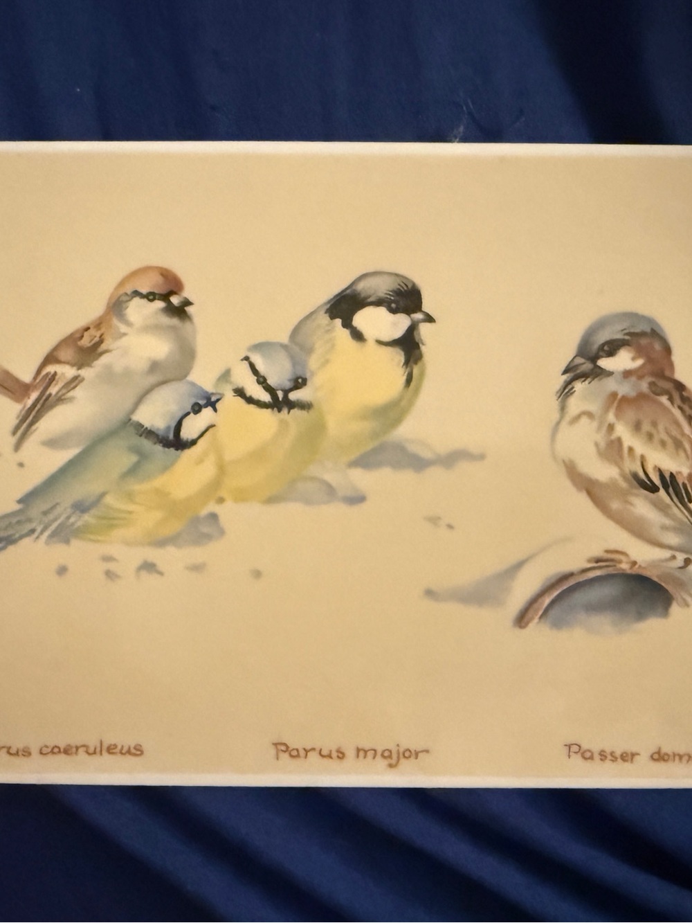 Villeroy & Boch Edith Holden Cerulean and Yellow Songbirds Art Porcelain